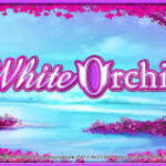 White Orchid