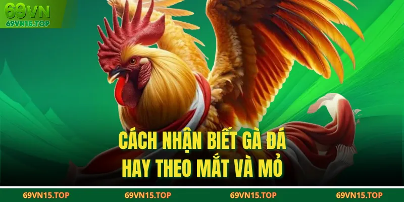 Cách nhận biết gà đá hay theo mắt và mỏ