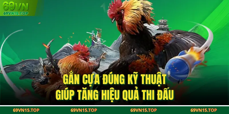 Gắn cựa đúng kỹ thuật giúp tăng hiệu quả thi đấu