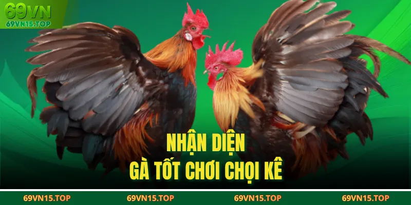 Nhận diện gà tốt chơi chọi kê